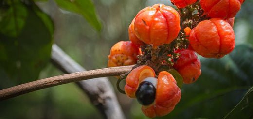 Guarana - SHEKO Schweiz