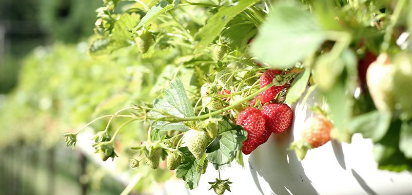 Natürliches Aroma - SHEKO Schweiz